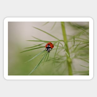 Baby ladybird Sticker